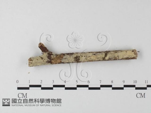 登錄號:F0021750藏品圖，第3張