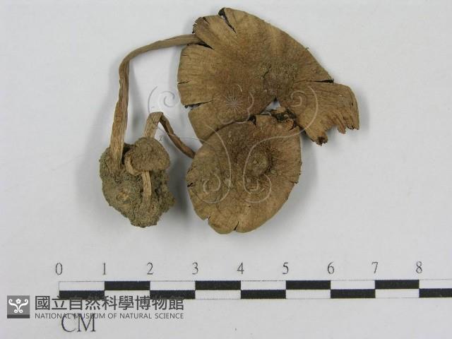 登錄號:F0004750藏品圖，第3張