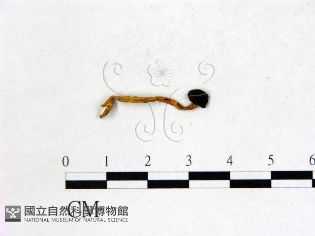 登錄號:F0022750藏品圖，第3張