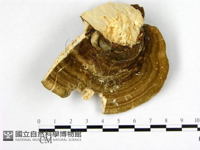 偏腫栓菌藏品圖，第3張