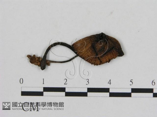 登錄號:F0012750藏品圖，第3張
