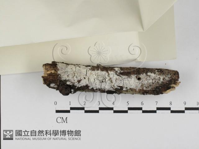 絲齒菌屬藏品圖，第3張