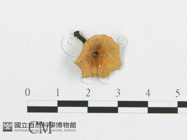 多孔菌屬藏品圖，第3張