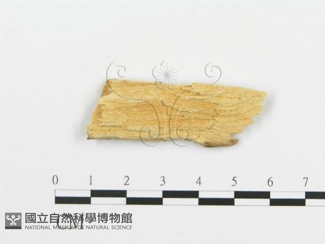 登錄號:F0017750藏品圖，第3張