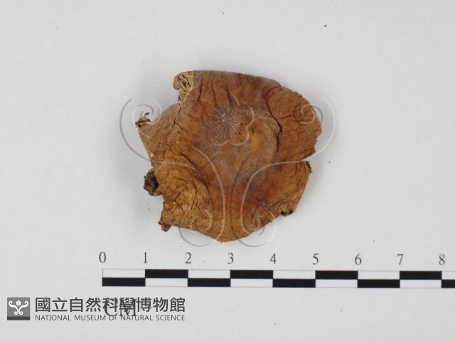 登錄號:F0025750藏品圖，第3張