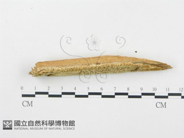 登錄號:F0005750藏品圖，第3張