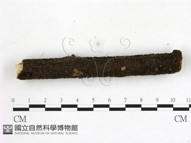 登錄號:F0009750藏品圖，第3張