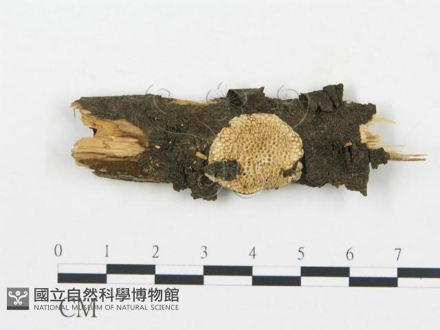 登錄號:F0019750藏品圖，第1張