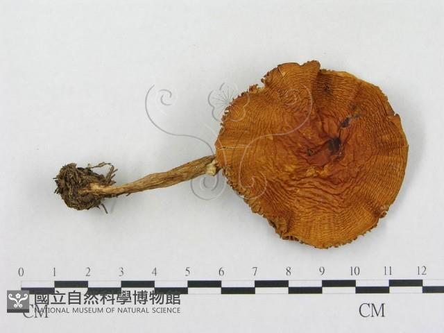 登錄號:F0003750藏品圖，第3張