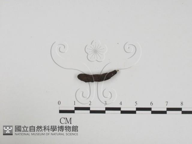 炭角菌屬藏品圖，第3張