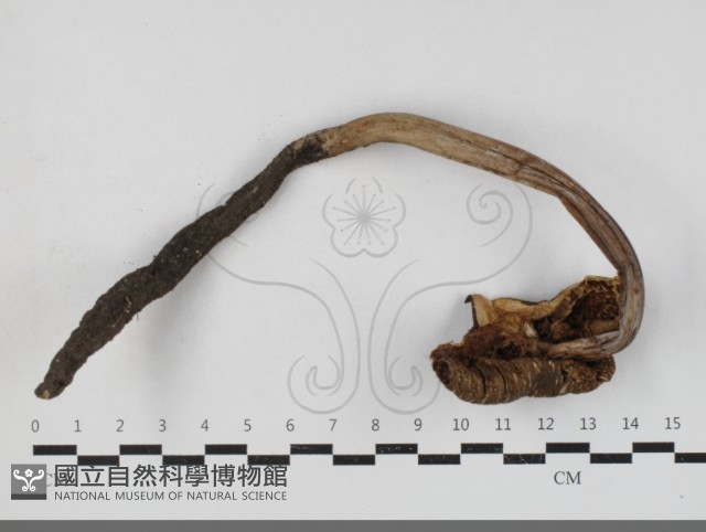 登錄號:F0033750藏品圖，第3張