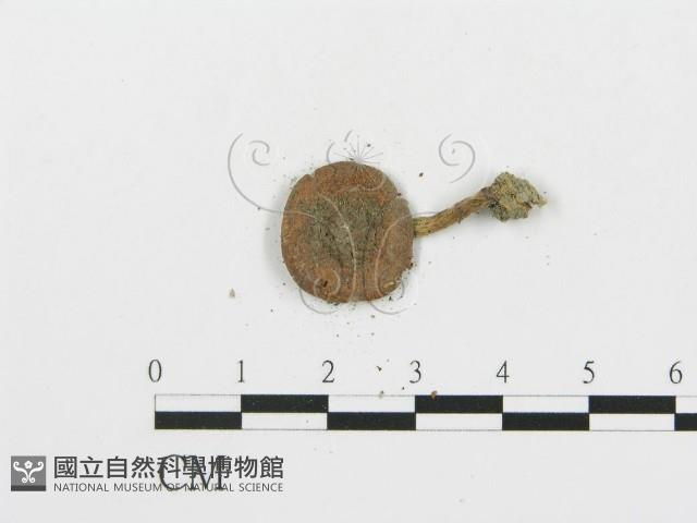 登錄號:F0008550藏品圖，第3張