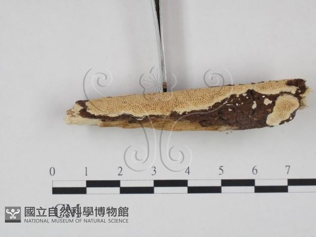 登錄號:F0010550藏品圖，第3張