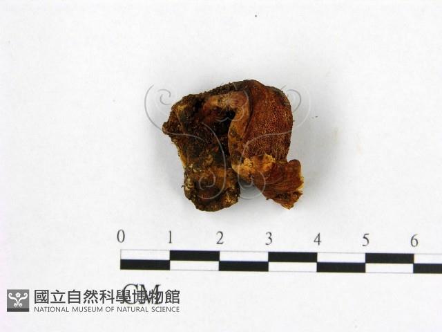 登錄號:F0006550藏品圖，第3張