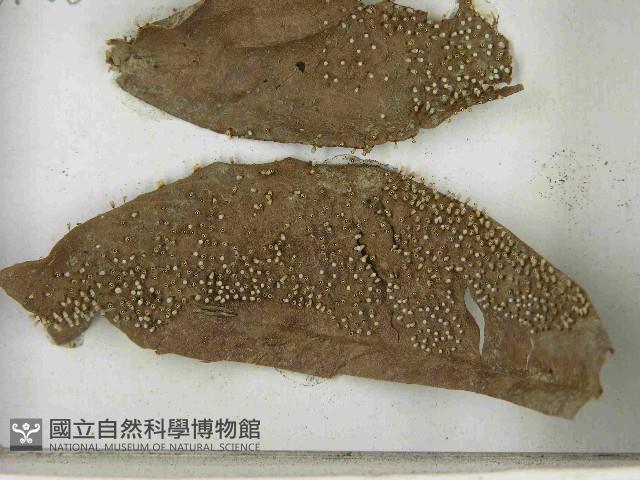 登錄號:F0021550藏品圖，第3張