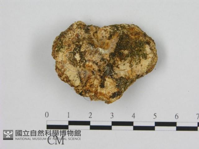寡孔菌屬藏品圖，第3張