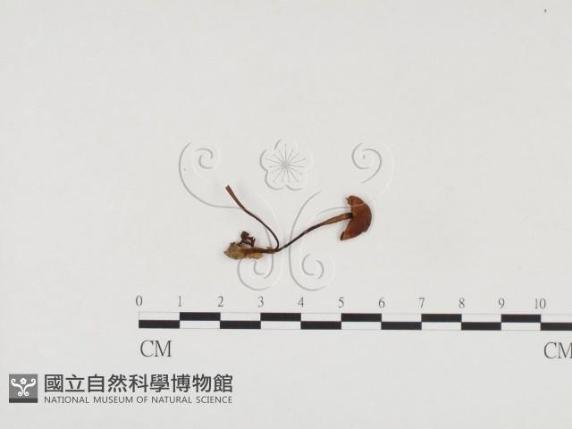 登錄號:F0024550藏品圖，第3張