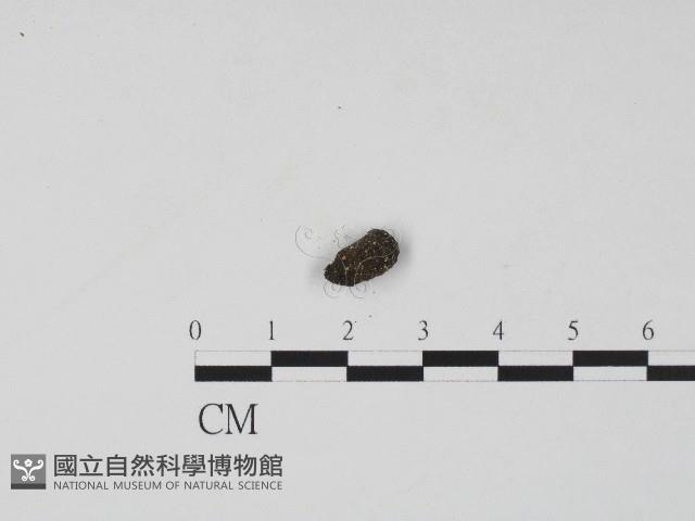 登錄號:F0004550藏品圖，第3張