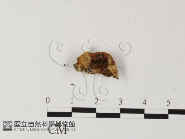 登錄號:F0014550藏品圖，第3張