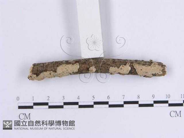 韌革菌屬藏品圖，第3張