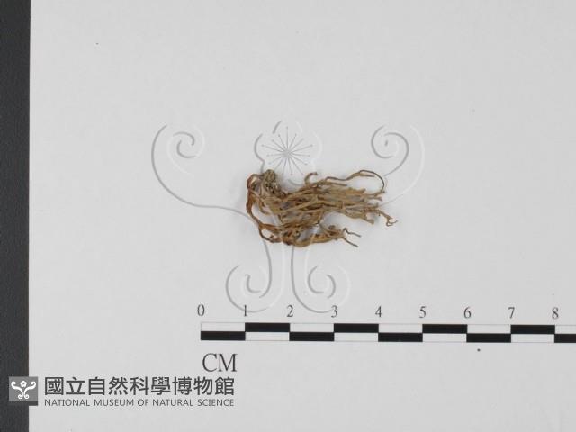 登錄號:F0012550藏品圖，第3張
