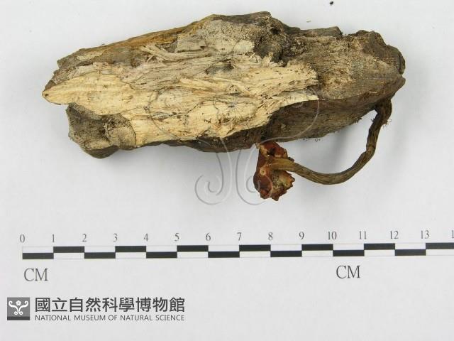 多孔菌屬藏品圖，第3張