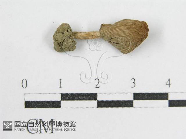 鬼傘屬藏品圖，第3張