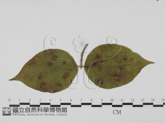 登錄號:F0019550藏品圖，第3張