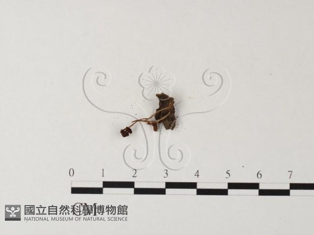 登錄號:F0023550藏品圖，第3張