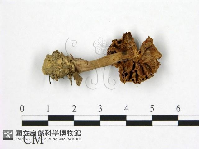 登錄號:F0003550藏品圖，第3張