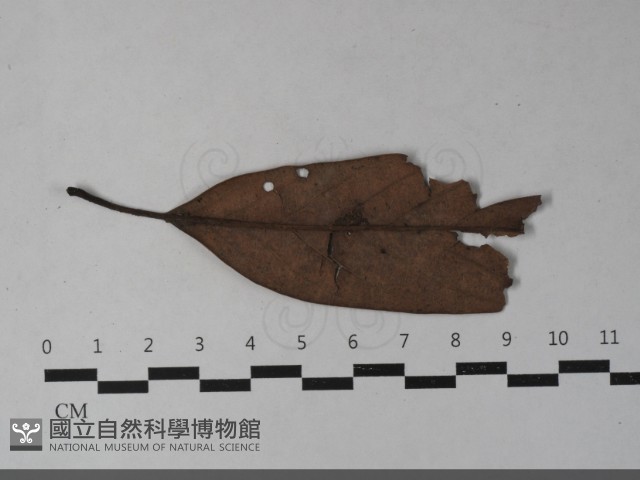 登錄號:F0033550藏品圖，第3張