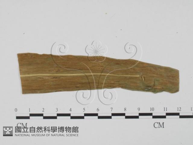 登錄號:F0010150藏品圖，第3張