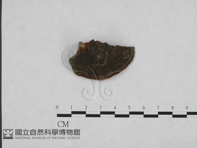 登錄號:F0006150藏品圖，第3張