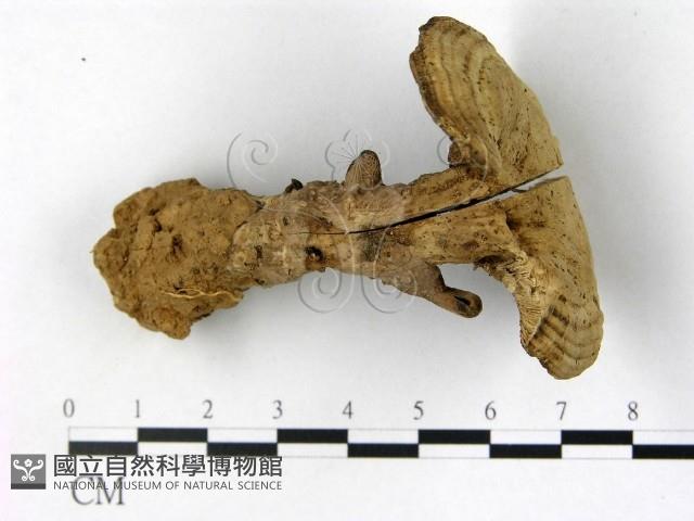 登錄號:F0016150藏品圖，第3張