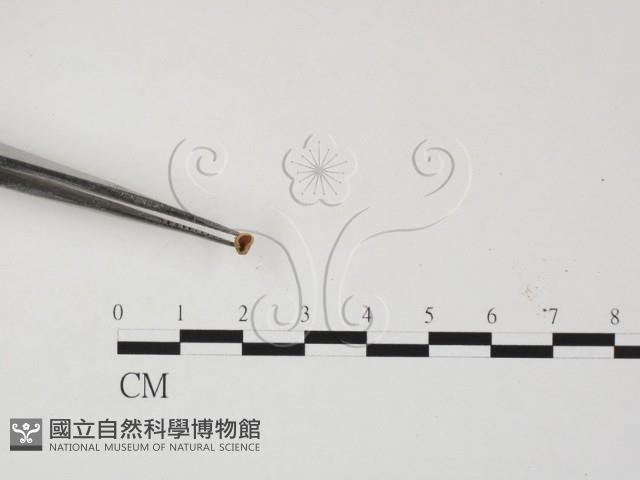 登錄號:F0001150藏品圖，第3張