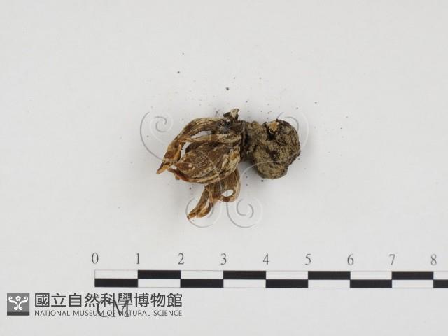 炭角菌屬藏品圖，第3張