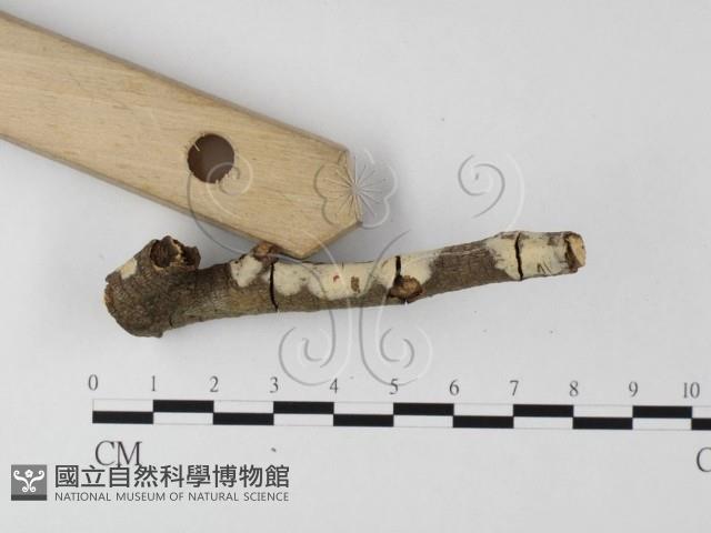 登錄號:F0004150藏品圖，第3張