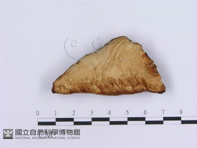 登錄號:F0007150藏品圖，第3張