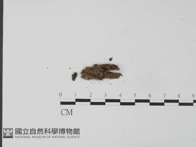 革菌屬藏品圖，第3張