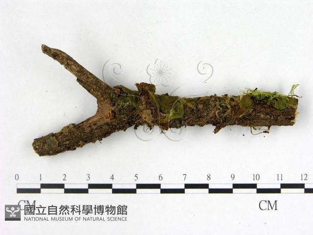 登錄號:F0005150藏品圖，第3張