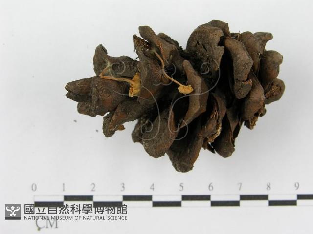 登錄號:F0019150藏品圖，第3張