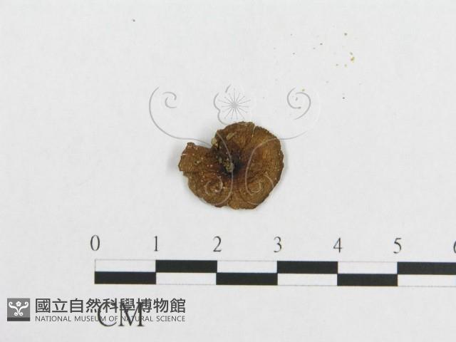登錄號:F0013150藏品圖，第3張