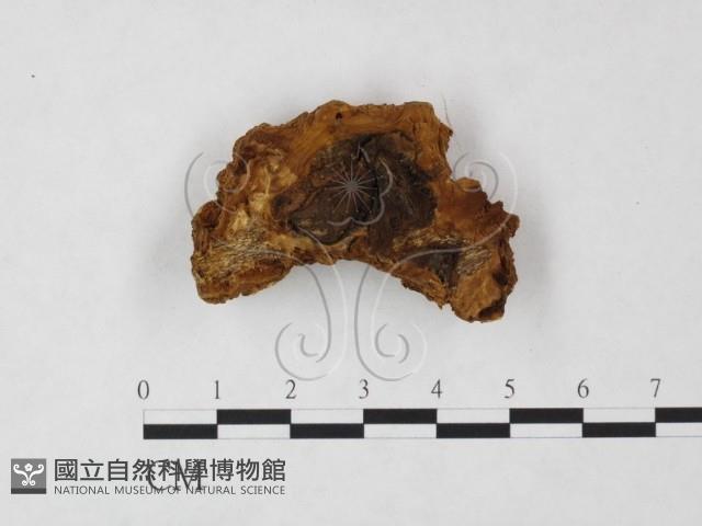 登錄號:F0008050藏品圖，第3張