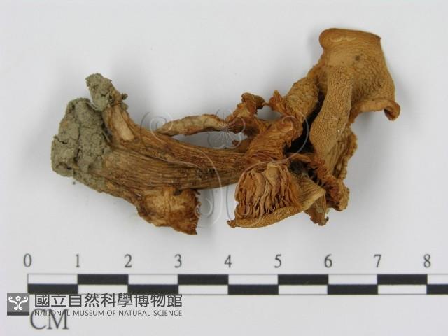 登錄號:F0016050藏品圖，第3張