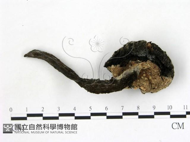 登錄號:F0021050藏品圖，第3張