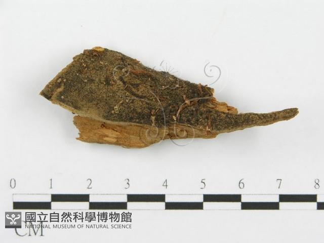 館號:F0001050藏品圖，第1張