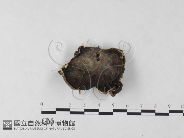 登錄號:F0024050藏品圖，第3張