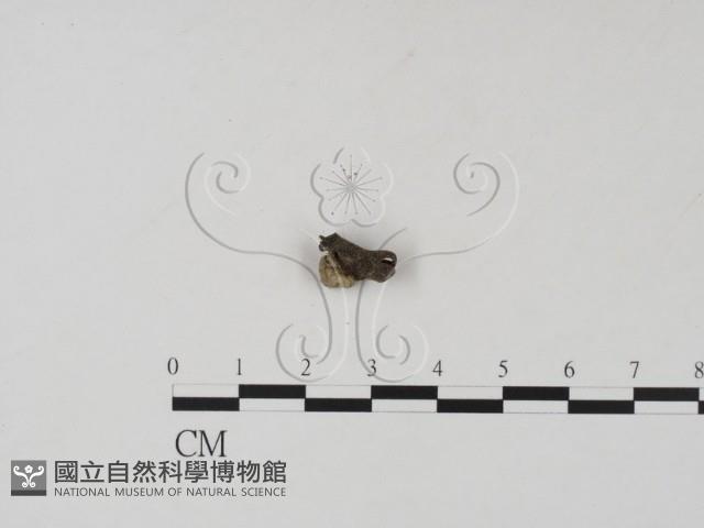 登錄號:F0004050藏品圖，第3張