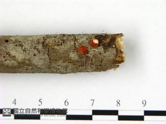 登錄號:F0012050藏品圖，第3張
