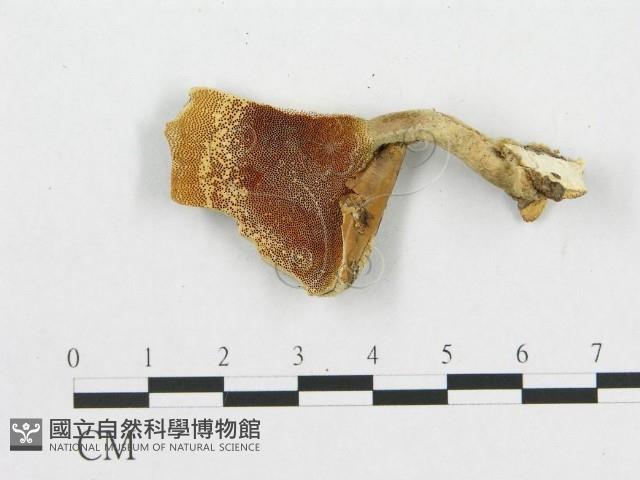 登錄號:F0007050藏品圖，第3張